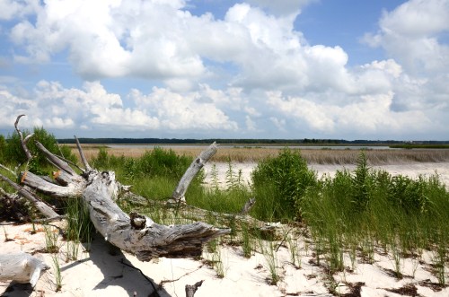 A sandy beach with driftwood, green grass, and a backdrop of clouds and distant wetlands under a blue sky.