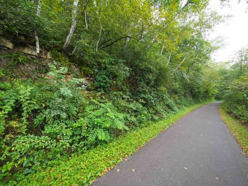 A peaceful, tree-lined path surrounded by lush greenery and rocky terrain on one side.