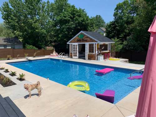 A sunny backyard with a blue pool, colorful floats, a small shed, and a dog standing by the water's edge.