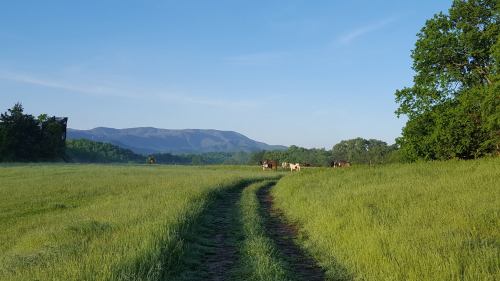 A winding dirt path leads through a green field with horses grazing and mountains in the background under a clear blue sky.