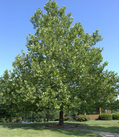 A tall, leafy tree stands against a clear blue sky, surrounded by green grass and shrubs.