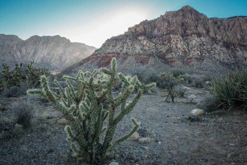A cactus in the foreground with rocky mountains and a clear sky in the background, depicting a desert landscape.