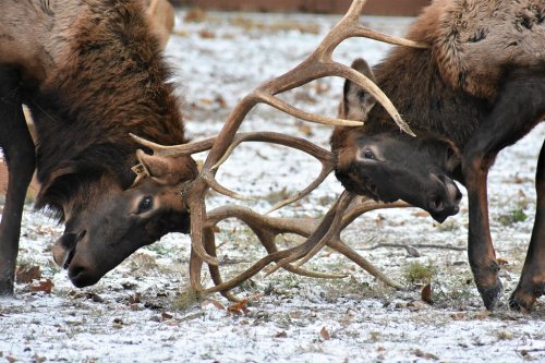 Two elk with large antlers engage in a head-to-head clash on a snowy ground.
