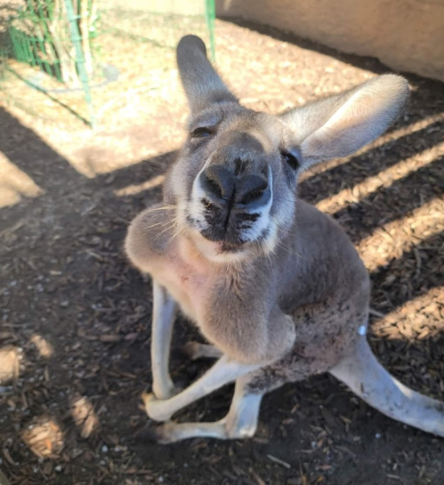 A close-up of a kangaroo sitting on the ground, looking curiously at the camera in a sunny outdoor setting.