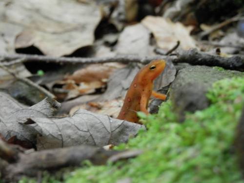 A small orange salamander with spots, resting on mossy ground among fallen leaves and twigs.