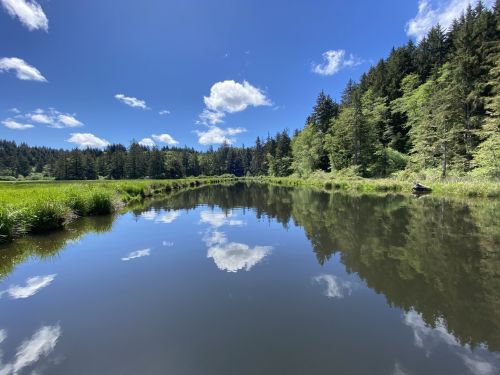A serene river reflects blue skies and fluffy clouds, surrounded by lush green trees and grass.