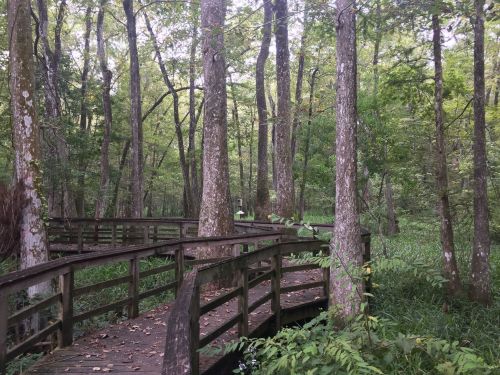 A wooden boardwalk winding through a lush green forest with tall trees and dense foliage.