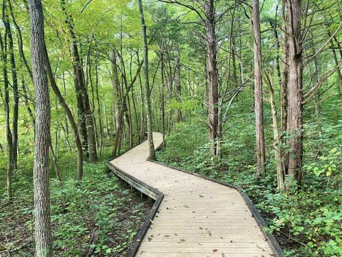 A winding wooden boardwalk through a lush green forest with tall trees and dense foliage.