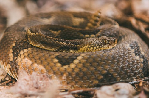 A coiled brown snake resting on dry leaves, showcasing its textured scales and natural camouflage.