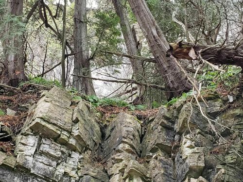 A rocky cliff with moss and ferns, surrounded by tall trees and dense greenery in a forested area.