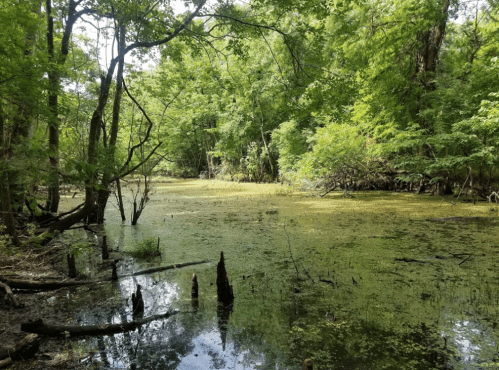 Lush green swamp with still water, surrounded by trees and vegetation, creating a serene natural landscape.