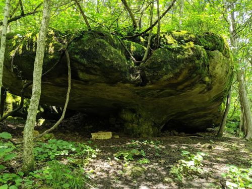A large, moss-covered rock sits beneath trees in a lush green forest, surrounded by foliage and undergrowth.