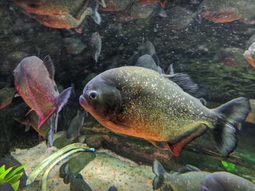 A group of fish swimming in an aquarium, featuring a prominent piranha with a shiny, speckled body.