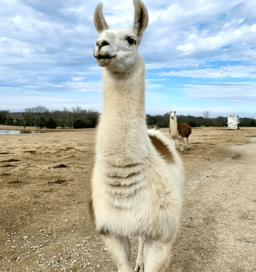 A close-up of a white llama with brown patches, standing on a dirt path, with another llama in the background.