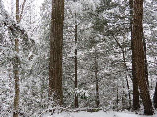 Snow-covered trees in a serene forest, with branches heavy under a blanket of fresh snow.