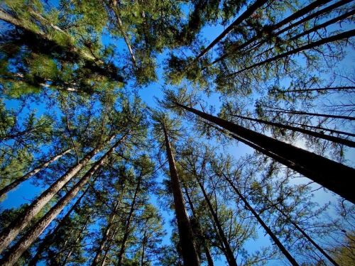 Looking up at tall trees against a clear blue sky, with sunlight filtering through the branches.