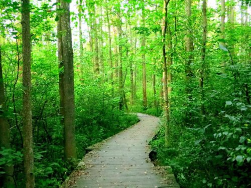 A winding wooden path through a lush green forest, surrounded by tall trees and dense foliage.