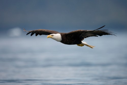 A bald eagle soaring gracefully over a calm body of water, with its wings fully extended and a blurred background.