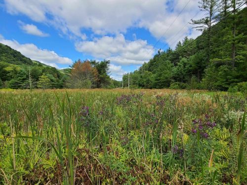 A lush green field with wildflowers, surrounded by trees and mountains under a partly cloudy blue sky.