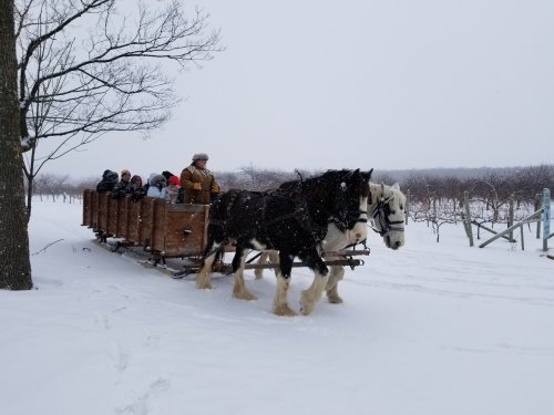A horse-drawn sleigh carries passengers through a snowy landscape, surrounded by bare trees and vineyards.