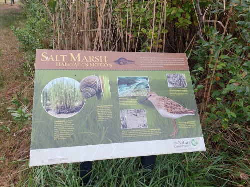 Sign about salt marsh habitat featuring images of plants, a snail, and a bird, with educational information.