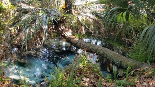 A serene natural scene featuring a clear blue pond surrounded by lush greenery and a fallen tree.