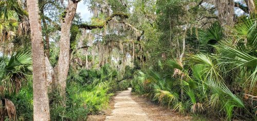 A sandy path winds through a lush, green forest with tall trees and hanging moss.