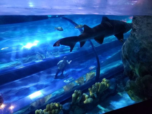 A shark swims above a diver in an aquarium, surrounded by colorful underwater plants and fish.