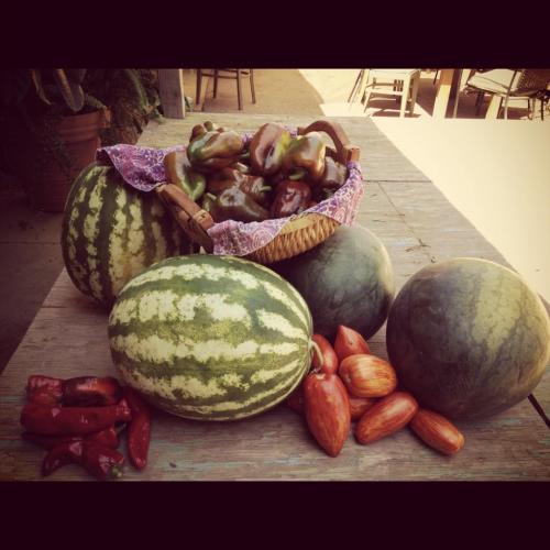 A basket of green bell peppers surrounded by watermelons and red chili peppers on a wooden table.