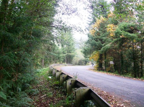 A winding road surrounded by lush green trees and autumn foliage, with a misty atmosphere.