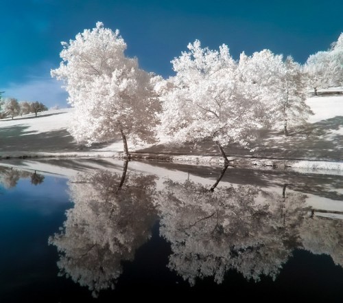 Two white trees with bright foliage reflected in a calm, dark water surface under a clear blue sky.