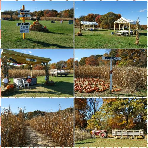 A collage of a pumpkin patch with signs, ticket booth, and a path through tall cornfields on a sunny day.