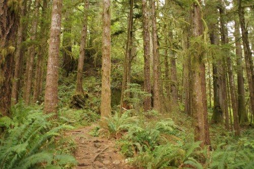 A lush forest scene with tall trees and ferns lining a dirt path through vibrant greenery.
