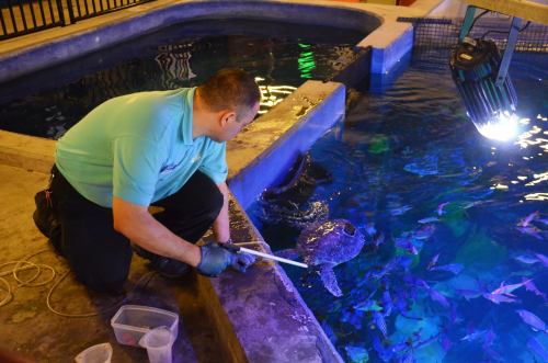 A man in a blue shirt kneels by a pool, using a stick to interact with a turtle in the water.