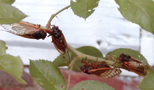 Four cicadas perched on a green stem surrounded by leaves, with a blurred white background.