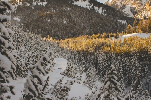 A snowy landscape with evergreen trees, sunlight illuminating a section of the forest in the background.