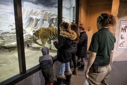 A group of children and an adult observe a tiger in a zoo exhibit through a glass wall.