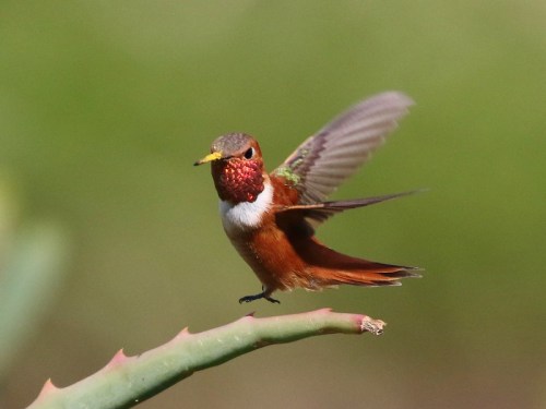 A hummingbird with a vibrant red throat and brown body hovers near a green plant, wings outstretched.