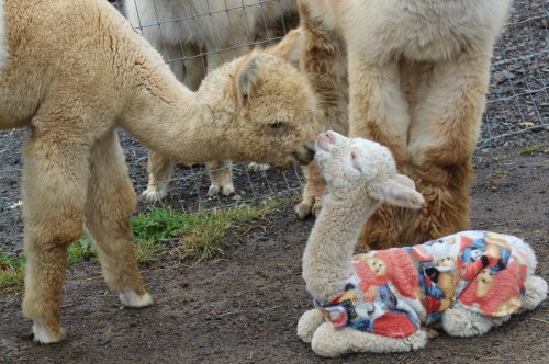 A baby alpaca in a colorful blanket interacts with another alpaca in a farm setting.