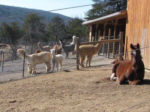 A group of llamas and alpacas stand near a wooden barn, while a brown horse rests on the ground in the foreground.