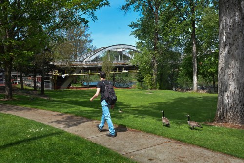 A person walks along a path by a park, with two geese nearby and a bridge in the background under a clear blue sky.
