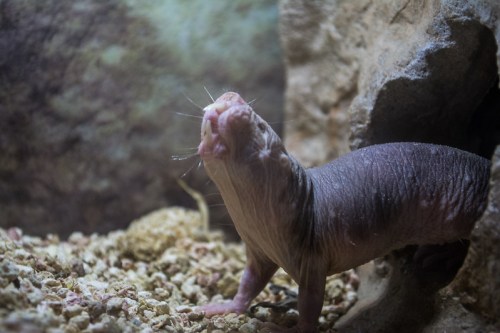 A close-up of a naked mole rat emerging from a burrow, showcasing its wrinkled skin and whiskers.