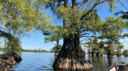 A serene view of cypress trees rising from calm waters under a clear blue sky.