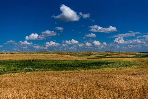A scenic landscape featuring golden fields and lush green grass under a bright blue sky with fluffy white clouds.