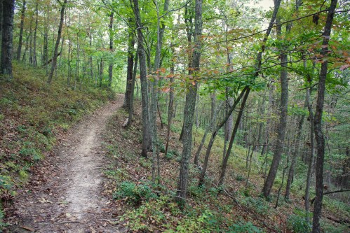 A winding dirt path through a lush green forest with trees and scattered autumn leaves.