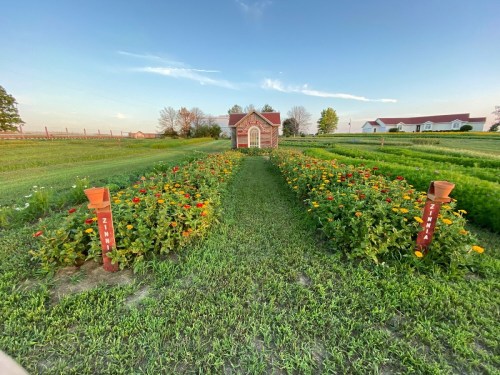 A vibrant flower garden with colorful blooms leading to a small stone building under a clear blue sky.