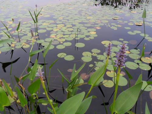 A serene pond scene with green lily pads and purple flowers emerging from the water, surrounded by tall green plants.