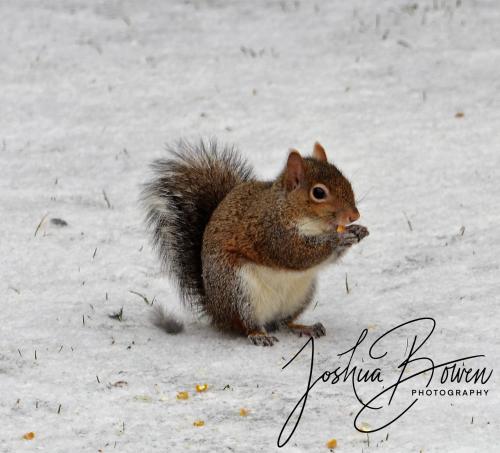 A squirrel sitting on snow, holding food in its paws, with a bushy tail and a snowy background.