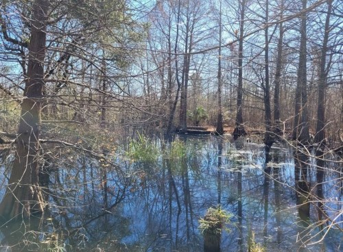 A serene wetland scene with still water, tall grasses, and bare trees reflecting in the water under a clear blue sky.