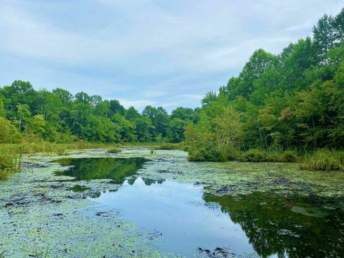 A serene wetland scene with lush green trees reflecting in calm water, covered with lily pads and aquatic plants.